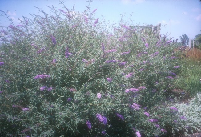 Cushion Butterfly Bush