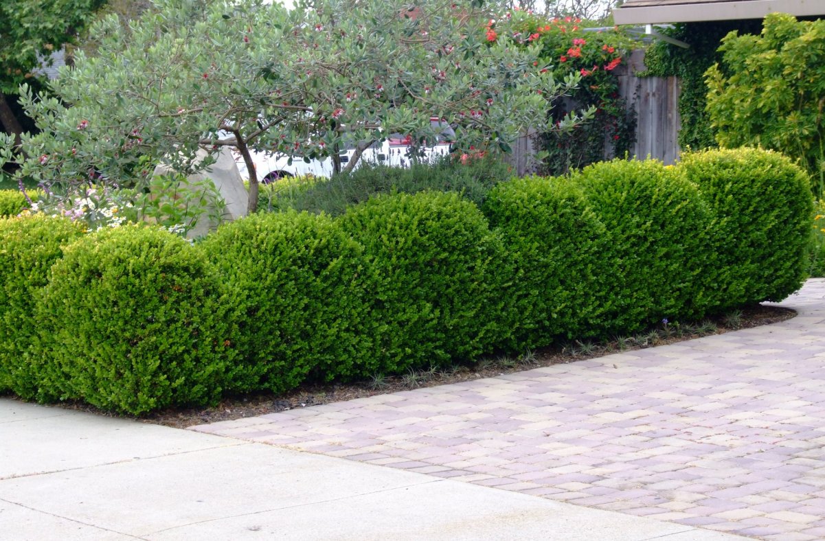 Buxus microphylla japonica