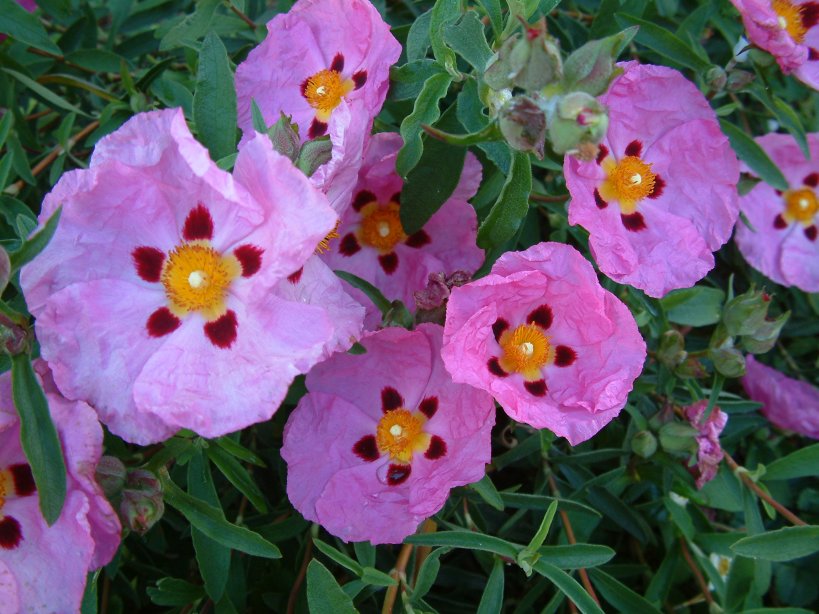 Cistus X purpureus