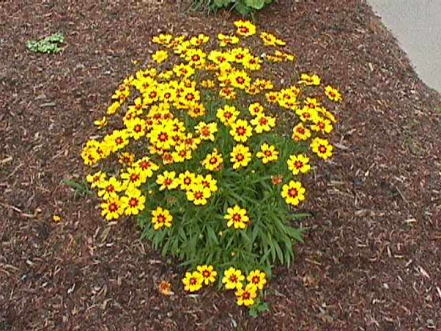 Sunray Coreopsis