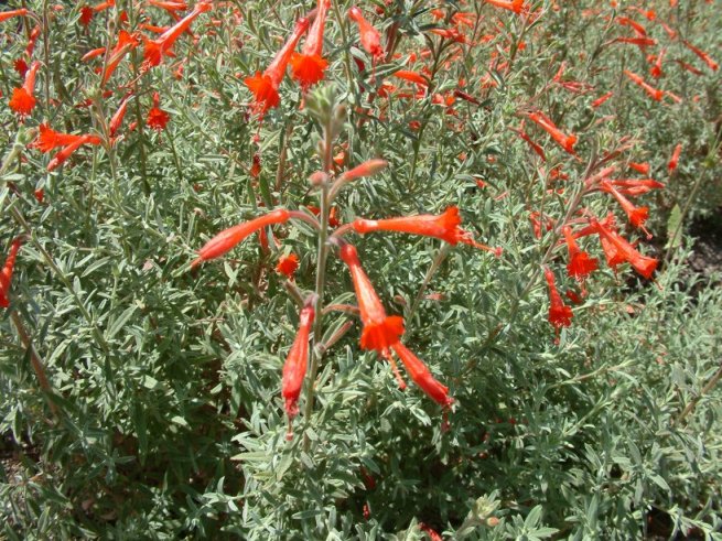 Epilobium canum