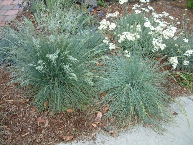 Blue Fescue