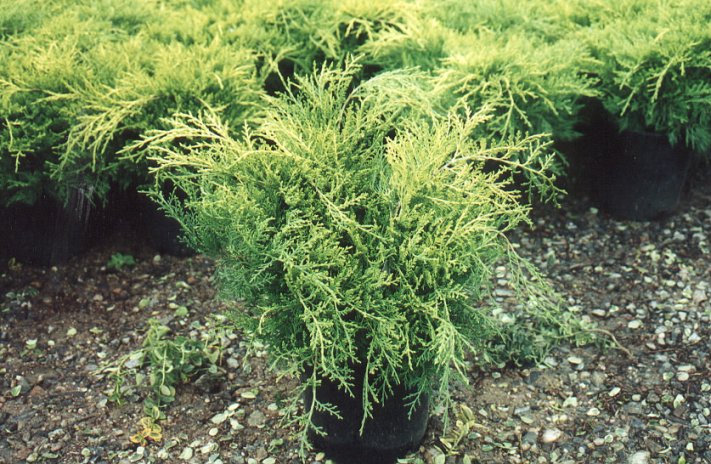 Juniperus chinensis 'Aurea'