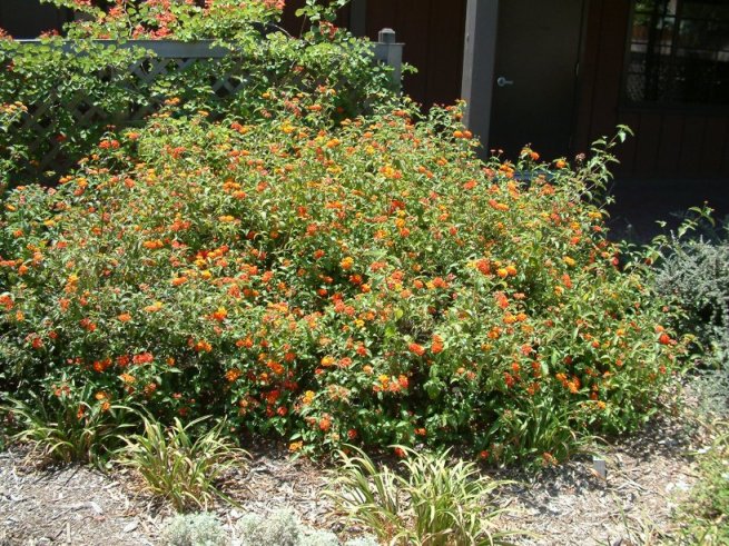 Radiation Lantana