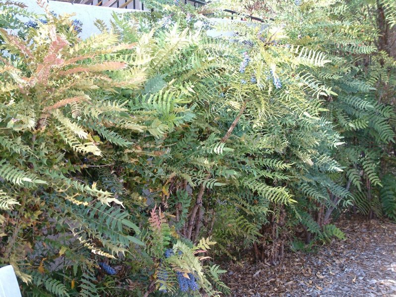 Mahonia lomariifolia