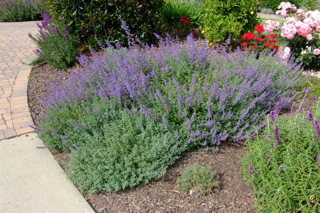 Catmint