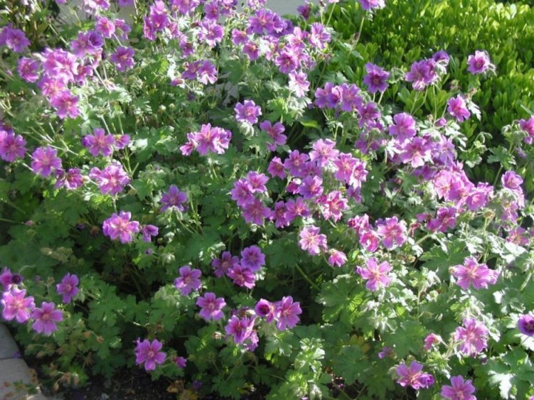 Pelargonium X 'Magnificum'