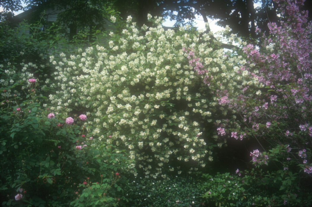 Double Flower Mock Orange