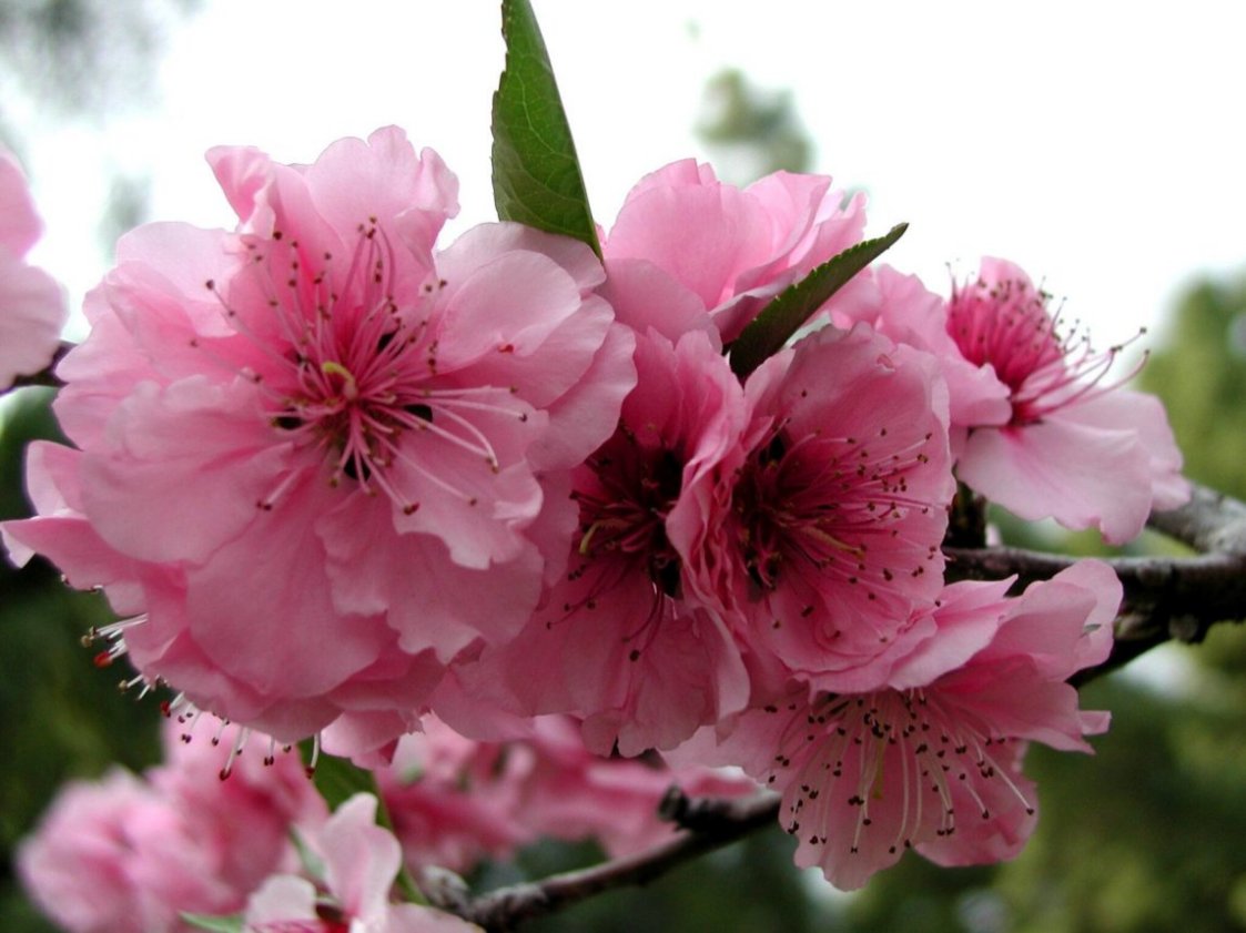 Prunus X blireiana