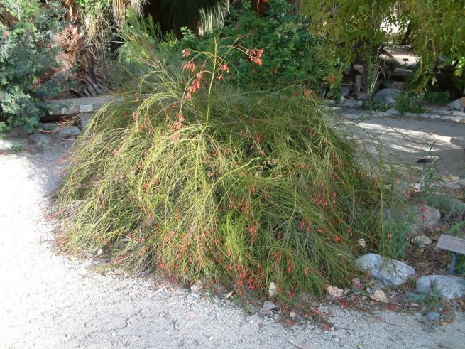 Coral Fountain, Firecracker Plant