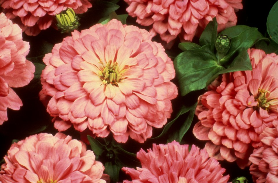 Zinnia