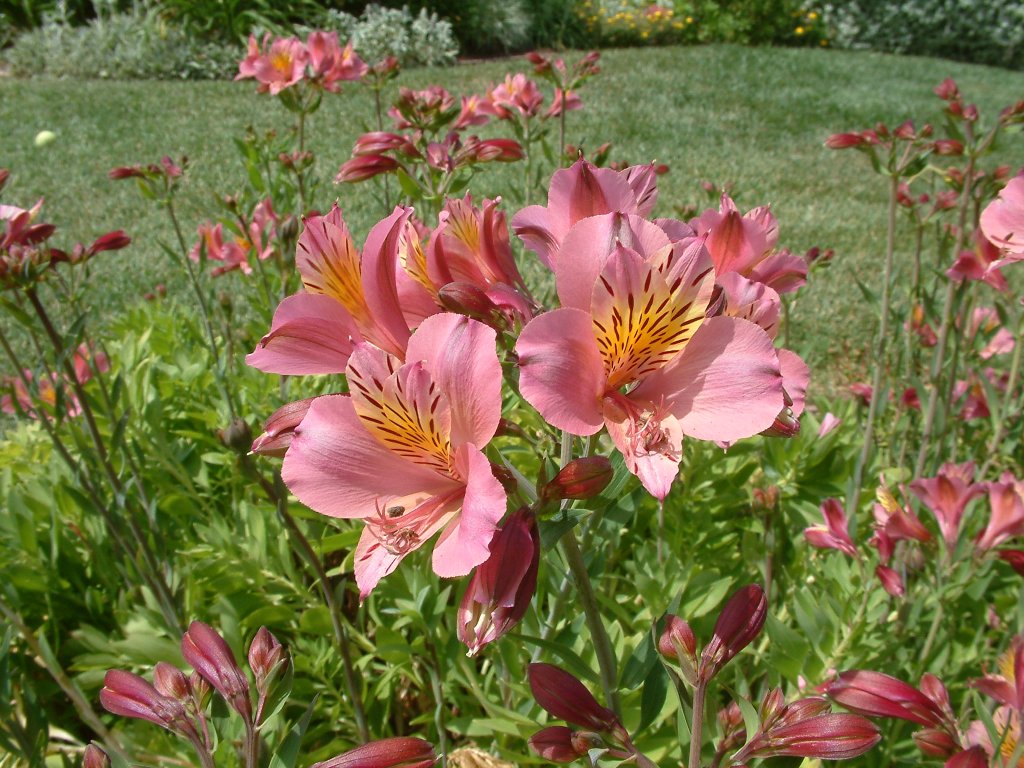 Alstroemeria hybrids