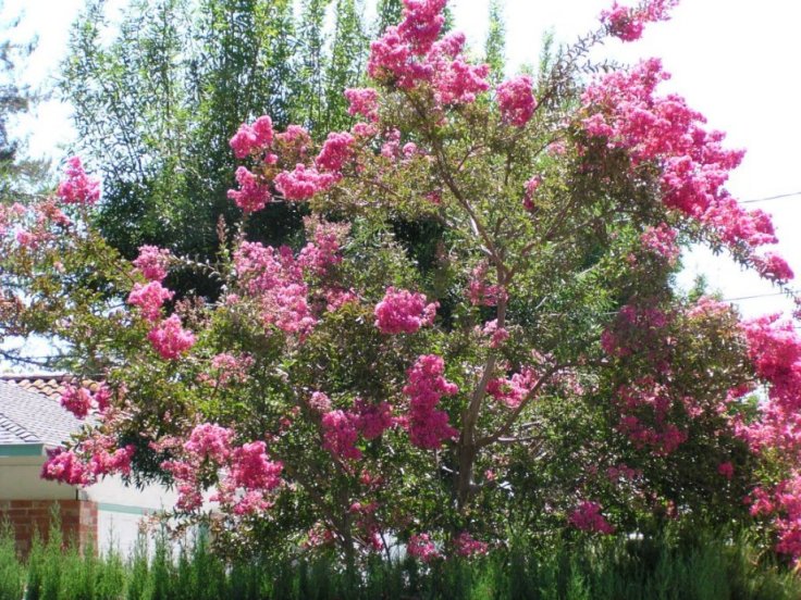 Lagerstroemia indica (Varieties)