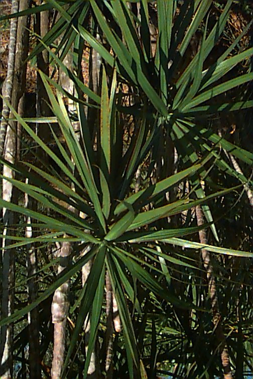 Dracaena marginata