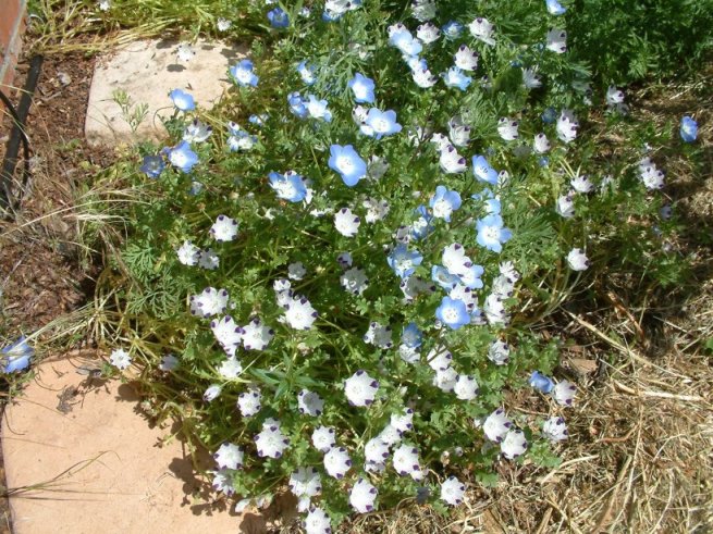 Five-Spot Nemophila