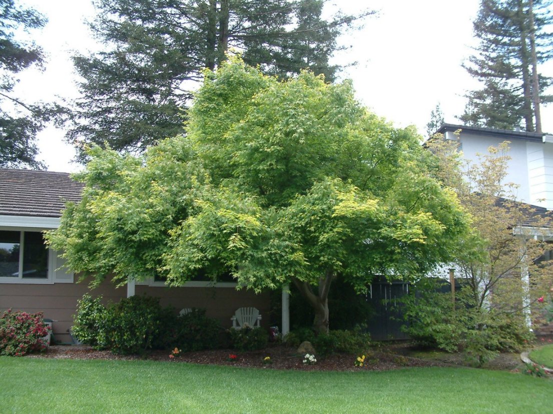 Japanese Maple Beni Kawa