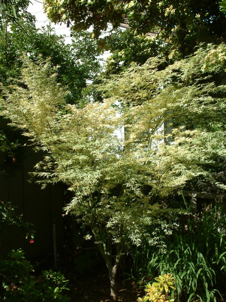 Butterfly Japanese Maple