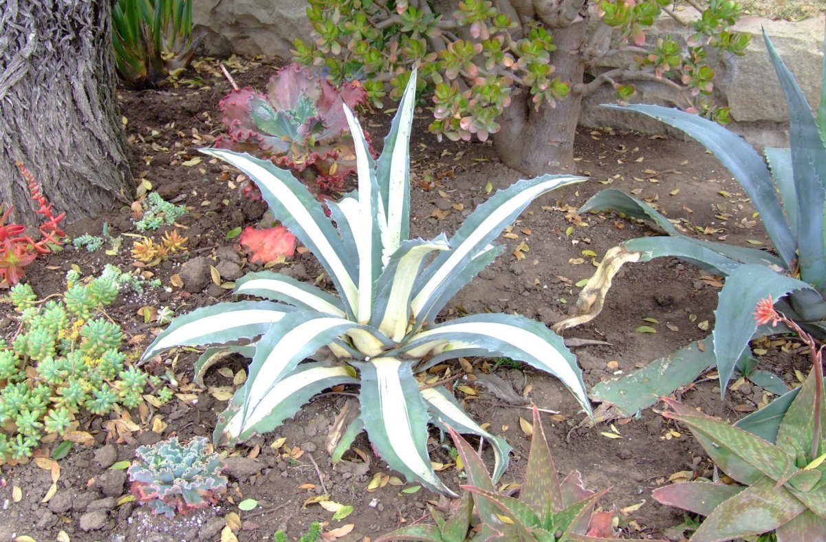 Agave americana medio-picta