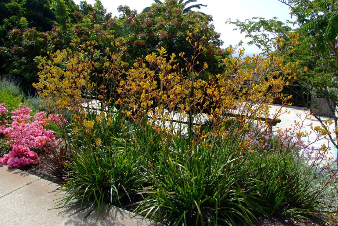 Anigozanthos 'Yellow'