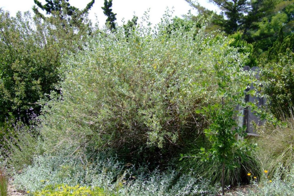 Brewer's Saltbush