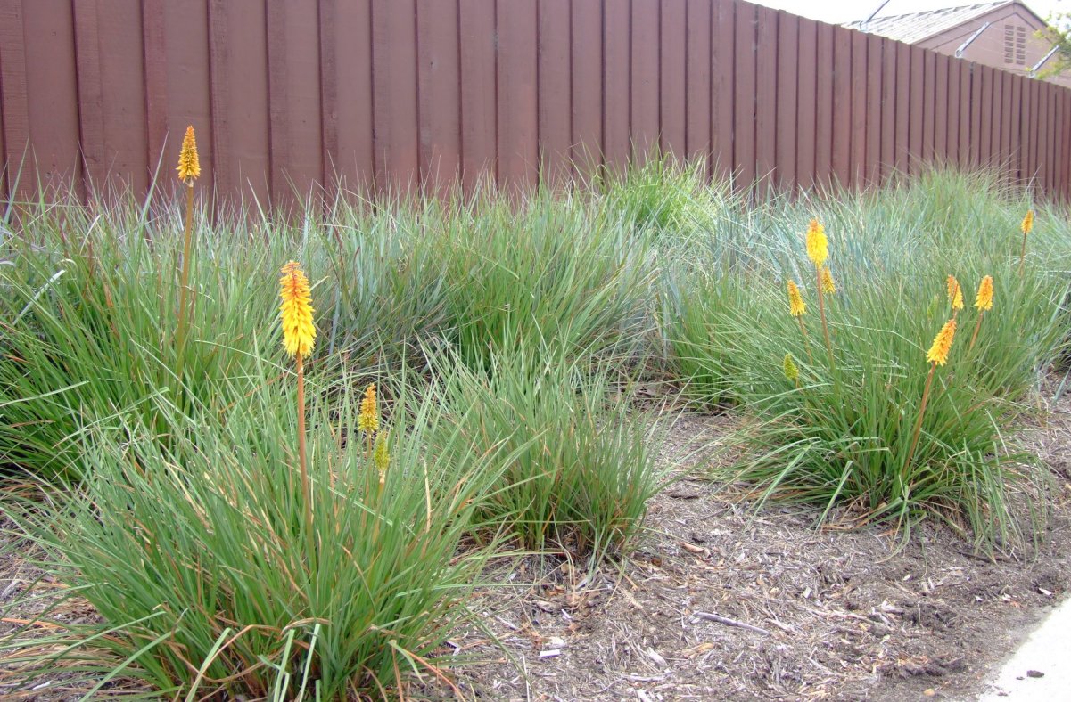 Kniphofia uvaria 'Malibu Yellow'