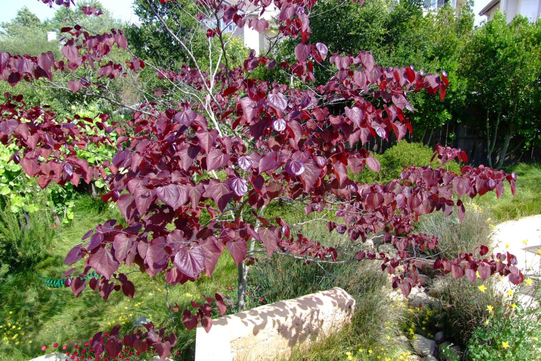 Forest Pansy Redbud