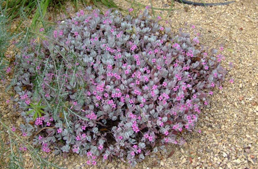 Flower Dust Plant