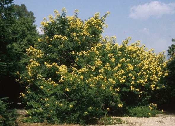 Golden Wonder Senna