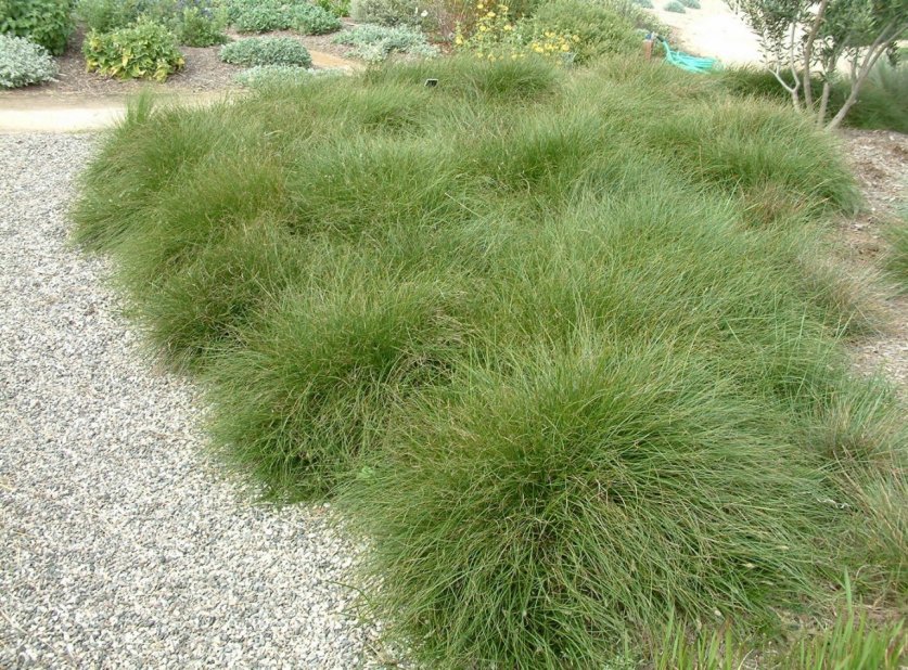 Carex praegracilis