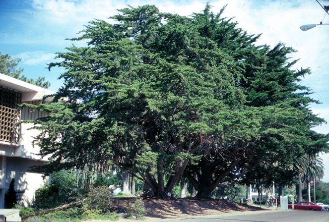 Cupressus macrocarpa