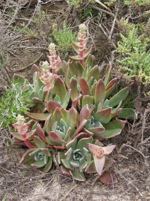 Dudleya cultivars