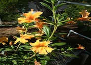 Mimulus aurantiacus