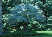 Mexican Blue Palm, Blue Hesper Palm