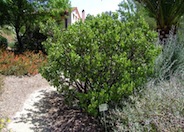 Arctostaphylos manzanita 'Dr. Hurd'