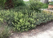 Arctostaphylos 'Pacific Mist'