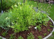 Salvia greggii 'Alba'