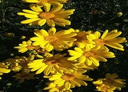 Euryops pectinatus