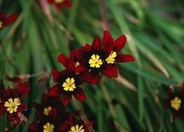 Sparaxis, Harlequin Flower