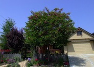 Robinia X ambigua 'Purple Robe'