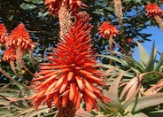 Aloe arborescens