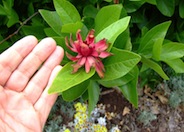 Calycanthus occidentalis