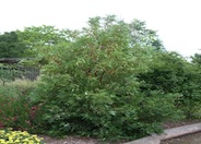 Lyonothamnus floribundus asplenifolius