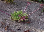 Dudleya brittonii