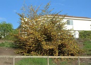 Fremontodendron californicum