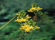 Bulbine frutescens