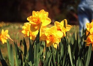 Narcissus 'Meeting'