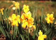 Mistrial Daffodil