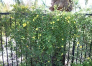 Gelsemium sempervirens