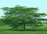 Gleditsia tricanthos 'Shademaster'