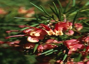 Grevillea 'Noellii'